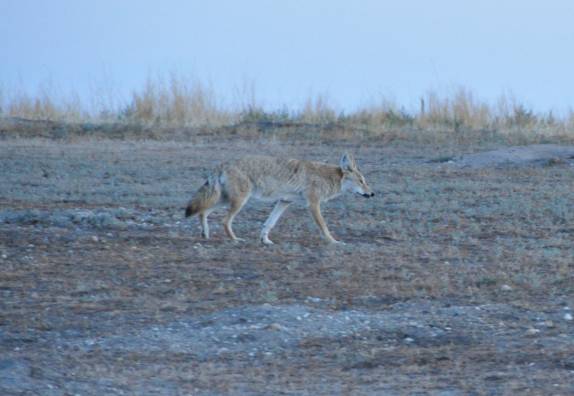 Coiote circula no Badlands National Park, em South Dakota, nos Estados Unidos